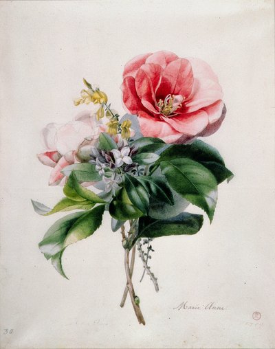 Wamellia and Broom by Marie Anne